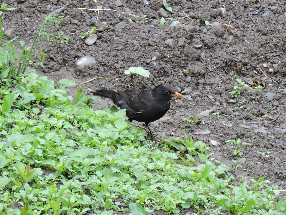 Eurasian Blackbird - Boris Georgi