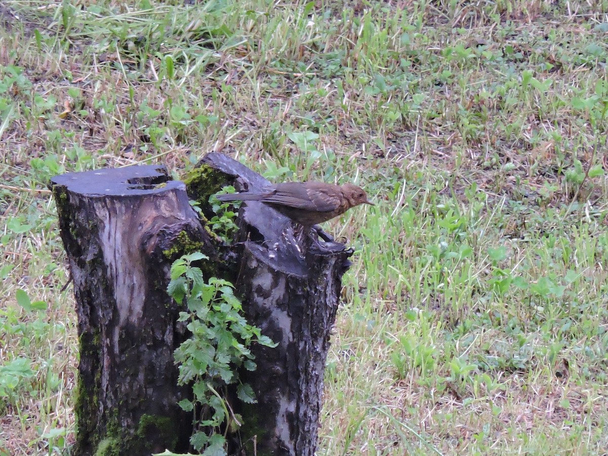 Eurasian Blackbird - ML301140661