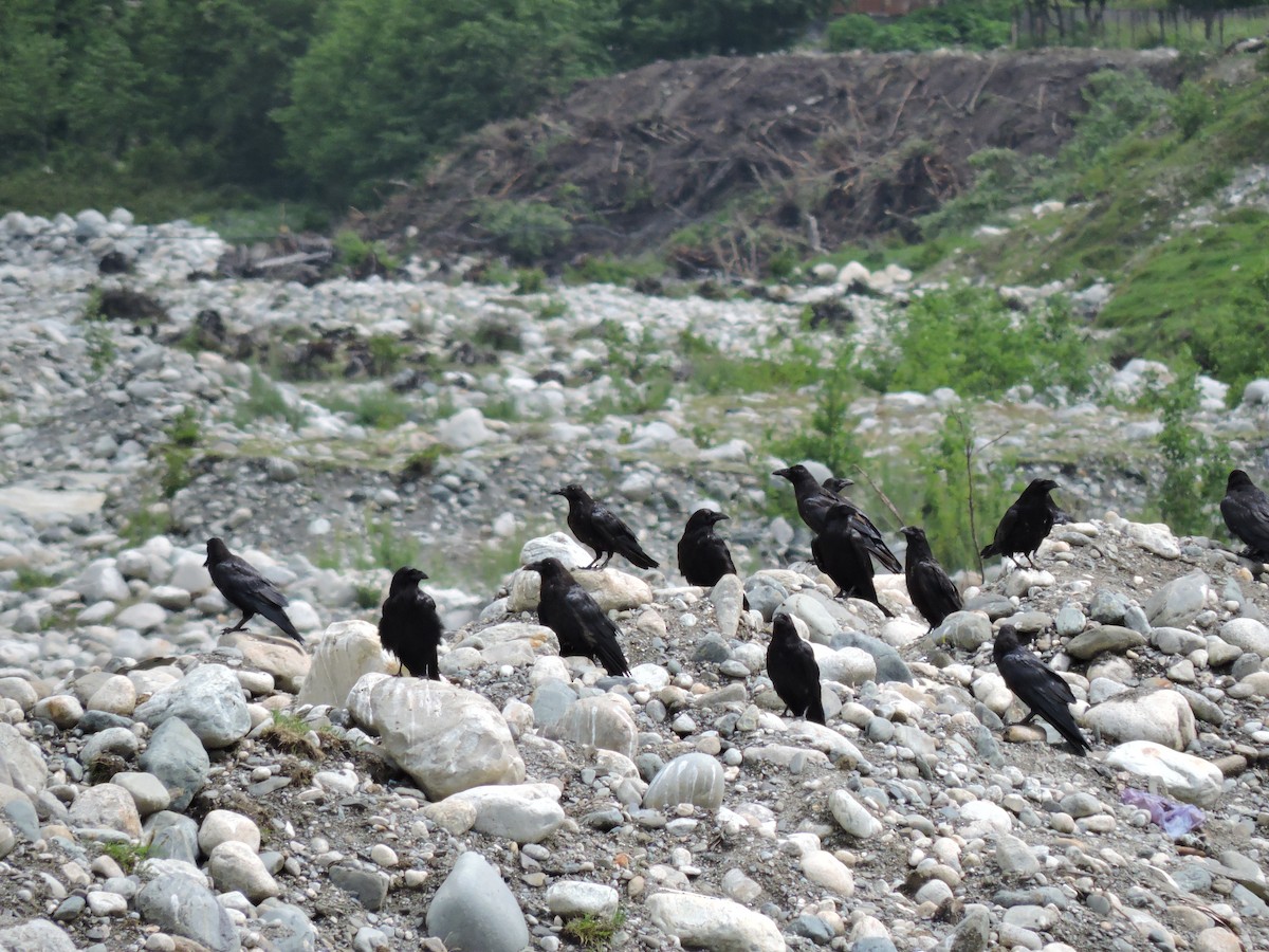 Common Raven - ML301140851