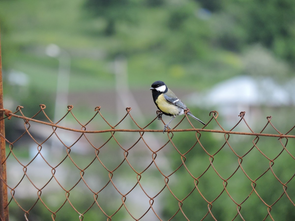 Great Tit - Boris Georgi