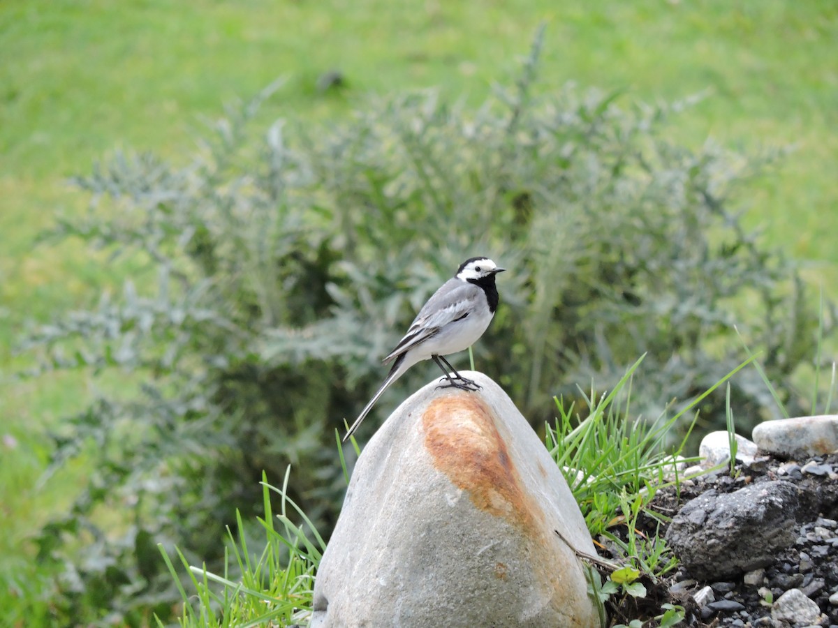 White Wagtail (White-faced) - ML301140871