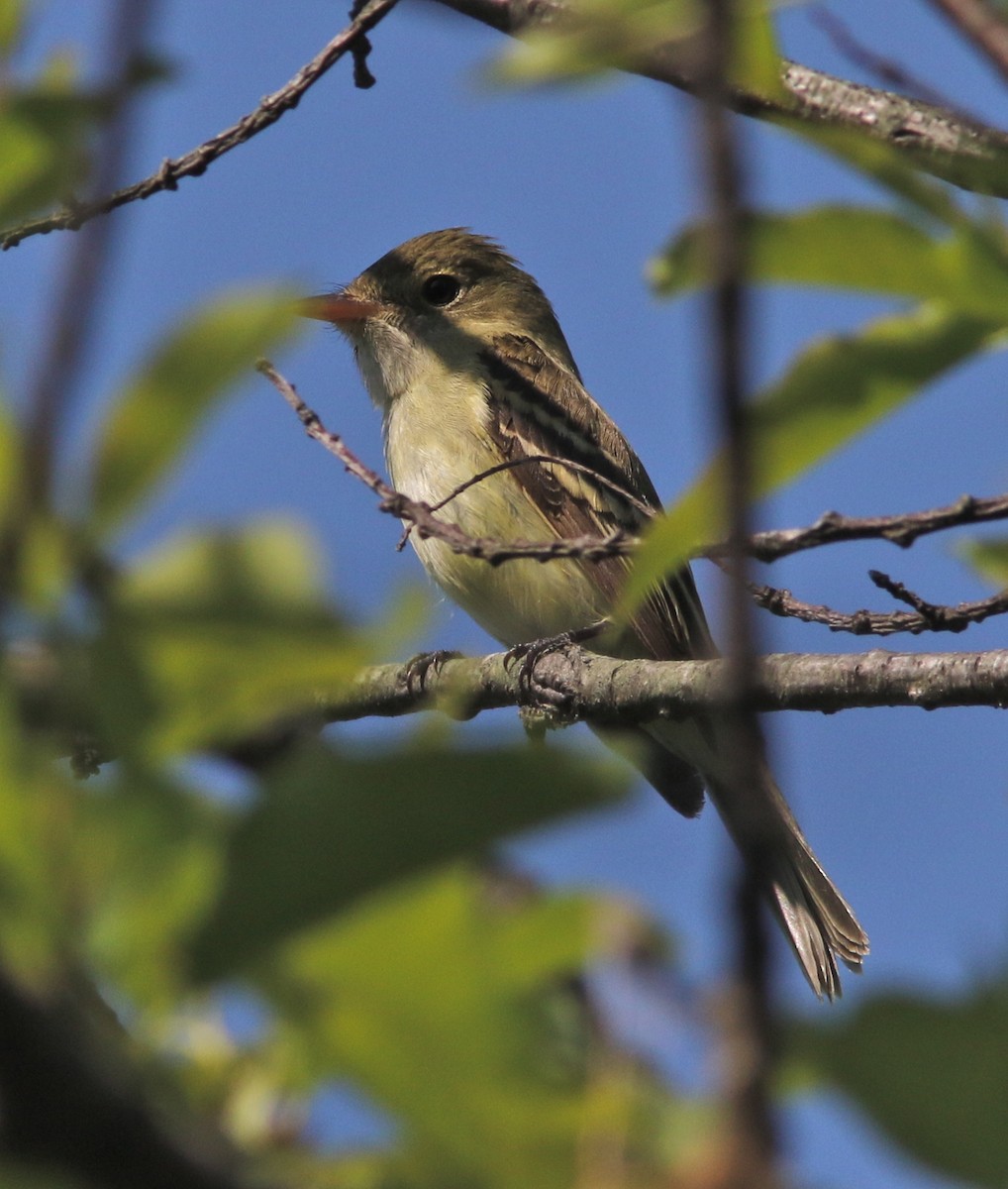 Acadian Flycatcher - ML30114091