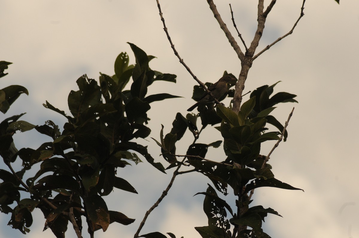 Yellow-spotted Bush Sparrow - Victor Ikawa