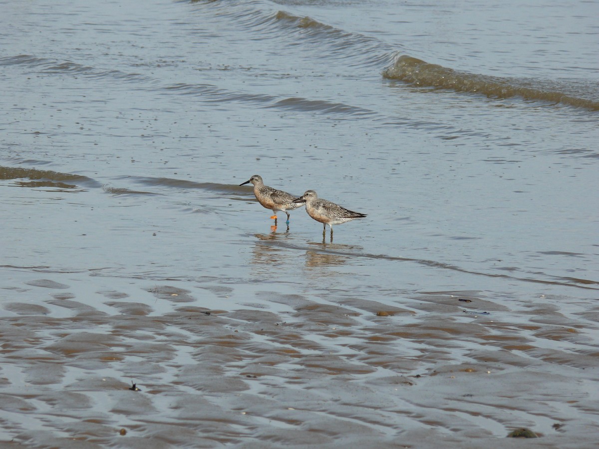 Red Knot - ML30114321