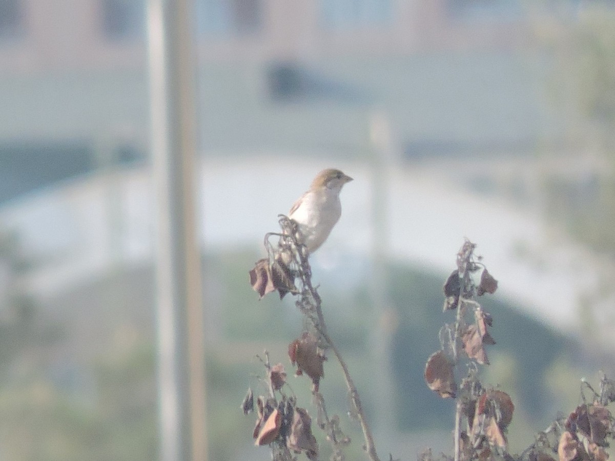 House Sparrow - ML301144721