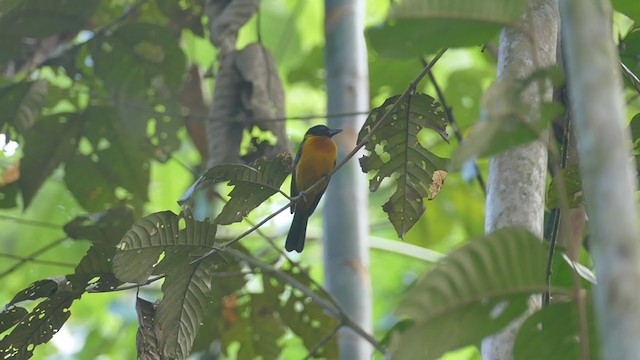 Fulvous Shrike-Tanager - ML301148341