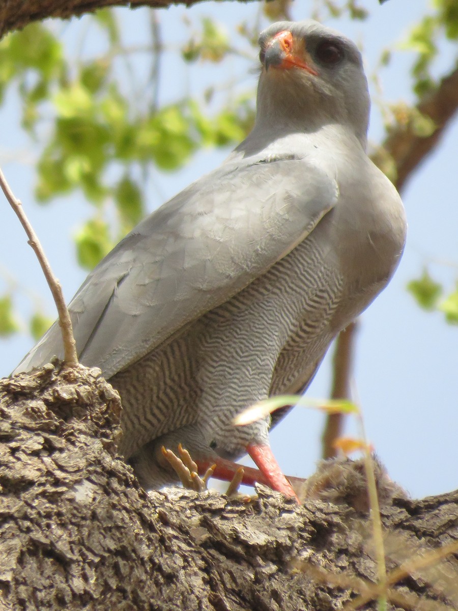 Dark Chanting-Goshawk - Antonio Xeira