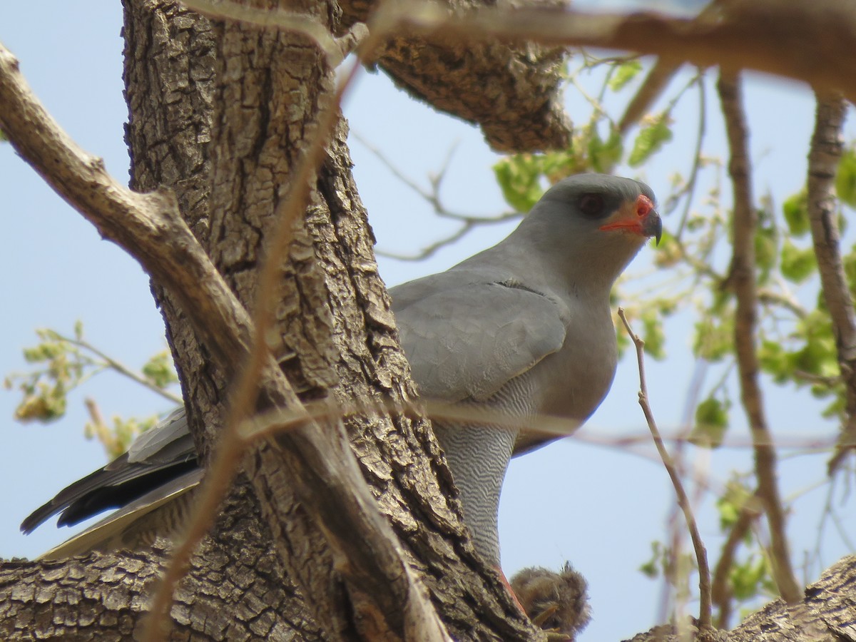 Dark Chanting-Goshawk - Antonio Xeira