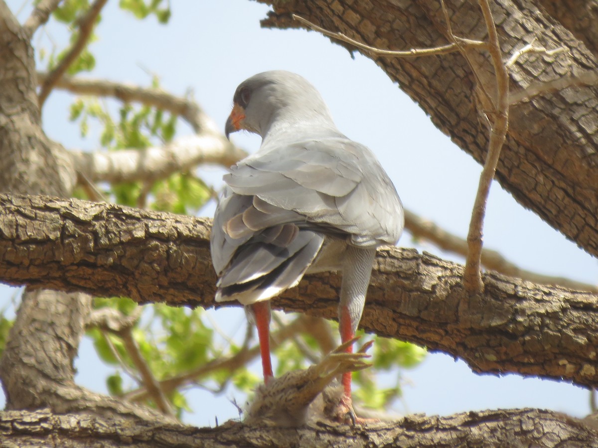 Dark Chanting-Goshawk - ML301149231