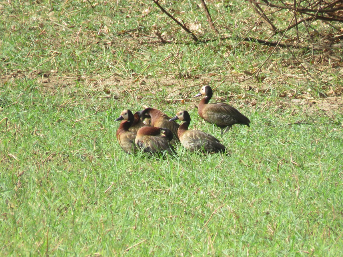 White-faced Whistling-Duck - ML301149241