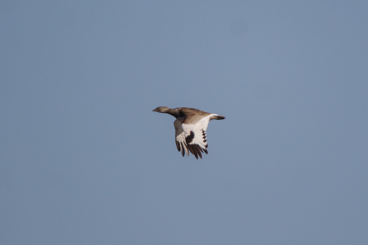 Little Bustard - Fereydoon Gharaei