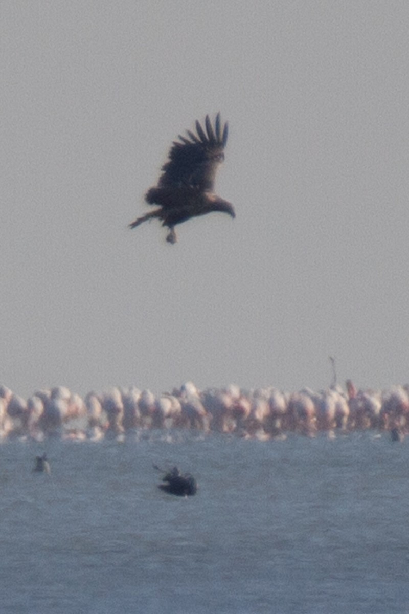 White-tailed Eagle - Fereydoon Gharaei