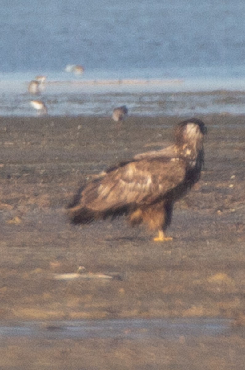 White-tailed Eagle - Fereydoon Gharaei