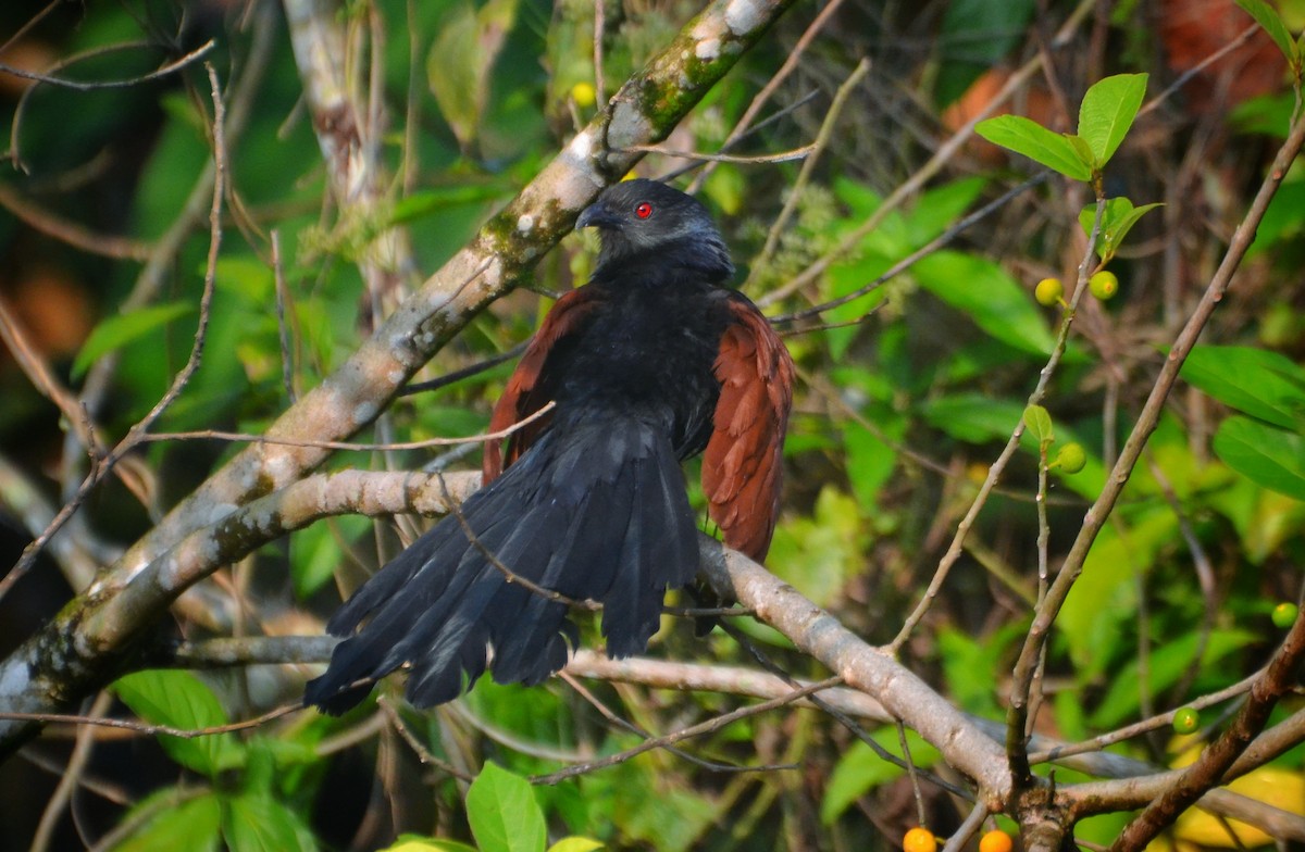 Greater Coucal - ML301152471