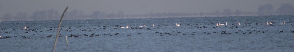 Eurasian Coot - Fereydoon Gharaei