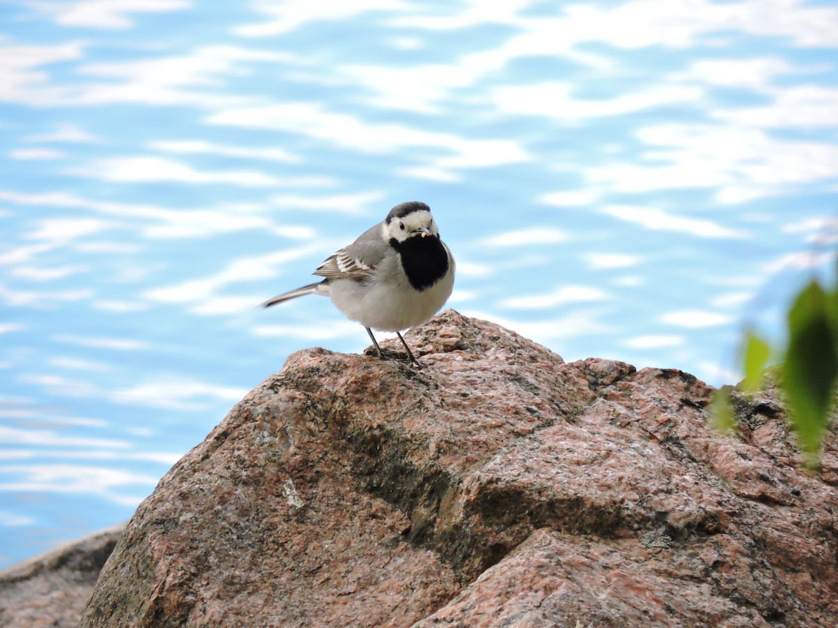 White Wagtail (White-faced) - ML301154531
