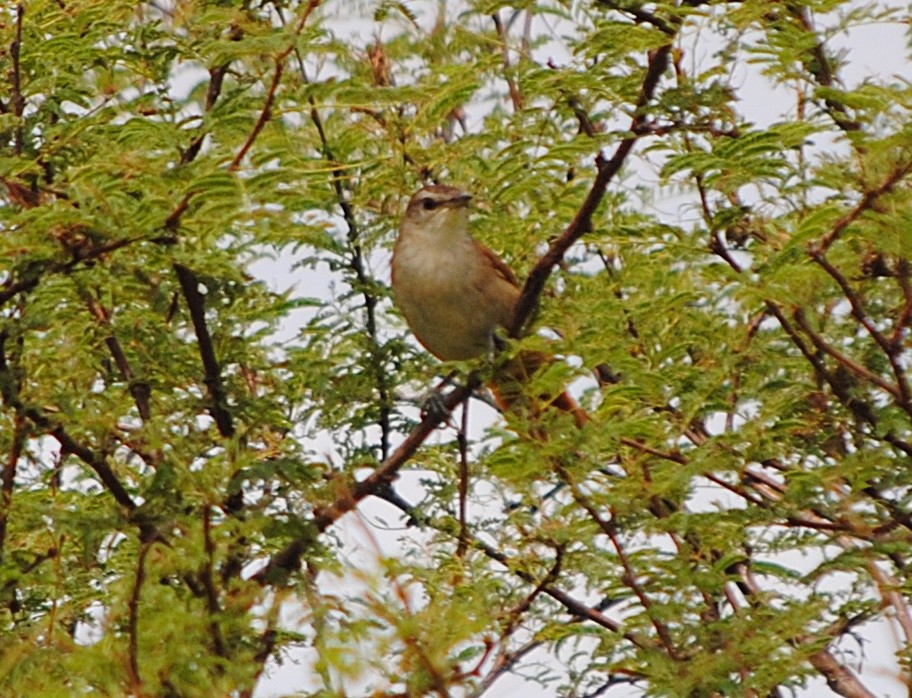 Yellow-chinned Spinetail - andres ebel