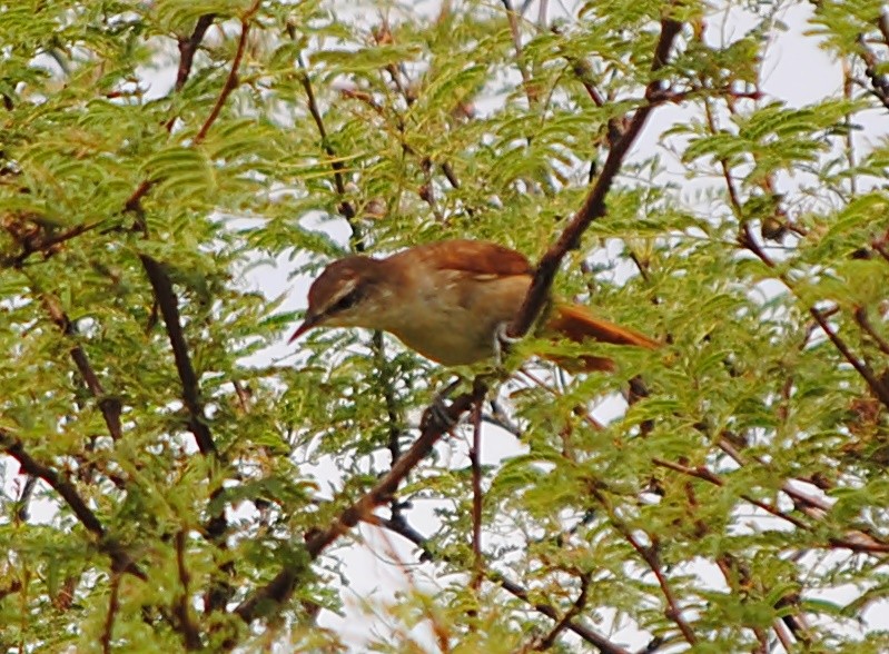 Yellow-chinned Spinetail - andres ebel