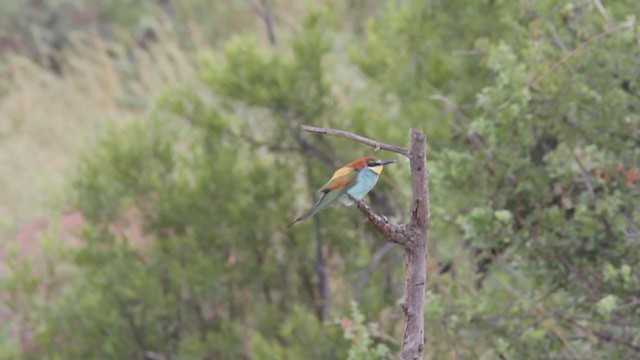 Шарга зөгийч - ML301156901