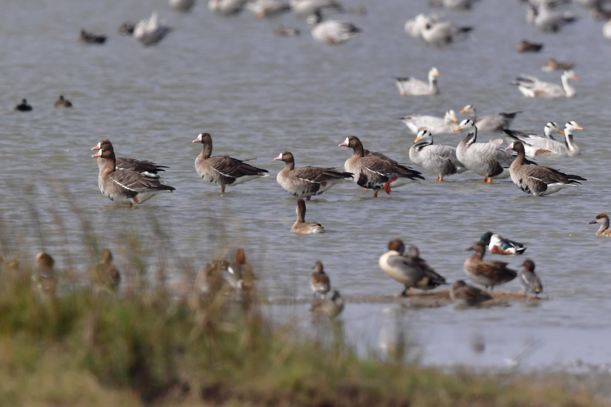 Greater White-fronted Goose - ML301156981