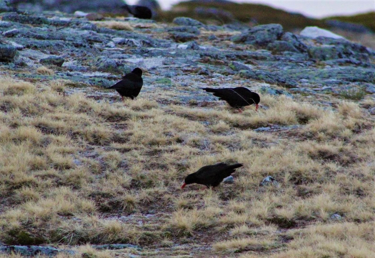 Red-billed Chough - ML301157281