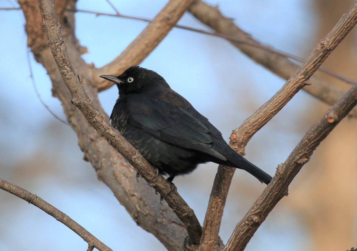 Rusty Blackbird - ML301158131