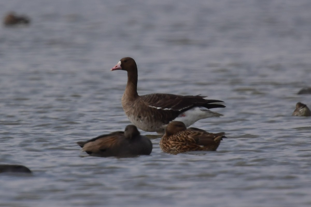 Greater White-fronted Goose - ML301158151