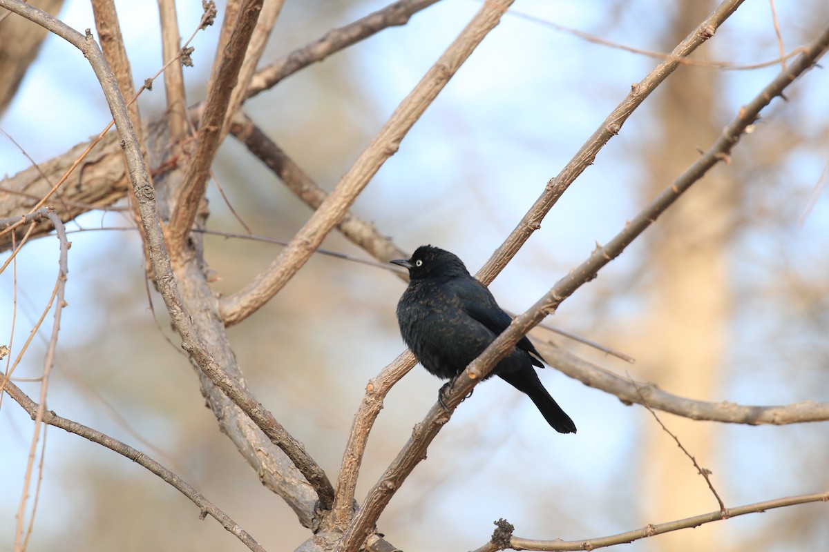 Rusty Blackbird - ML301158161