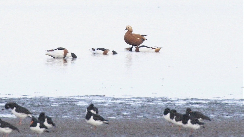 Ruddy Shelduck - ML301159541