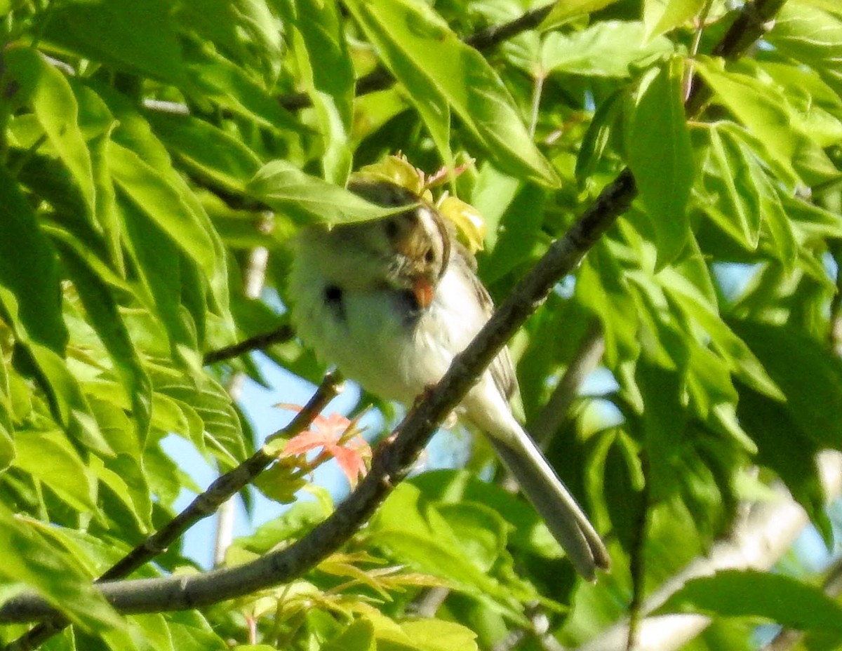 Clay-colored Sparrow - ML30115961