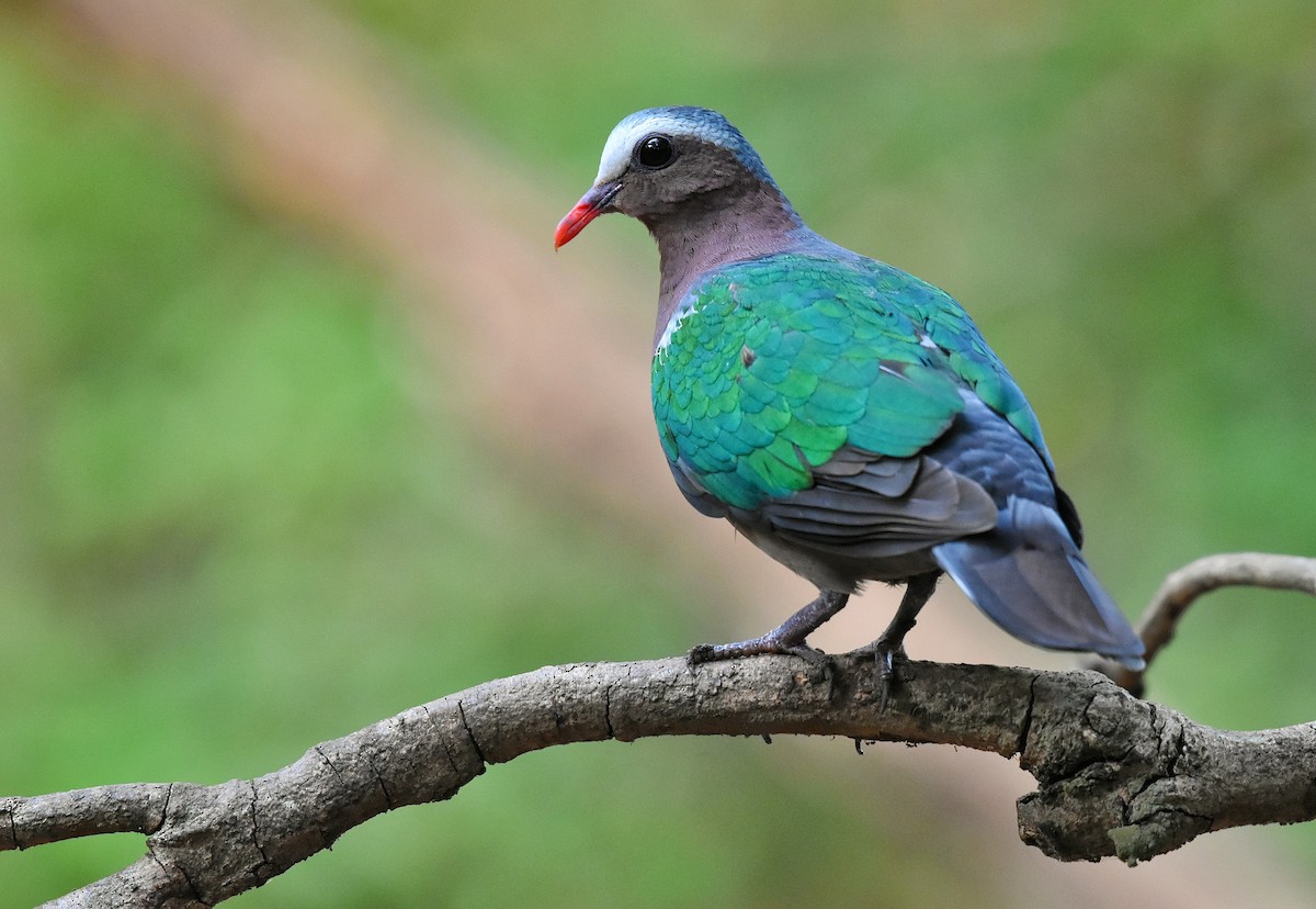 Asian Emerald Dove - Leonardus Adi Saktyari