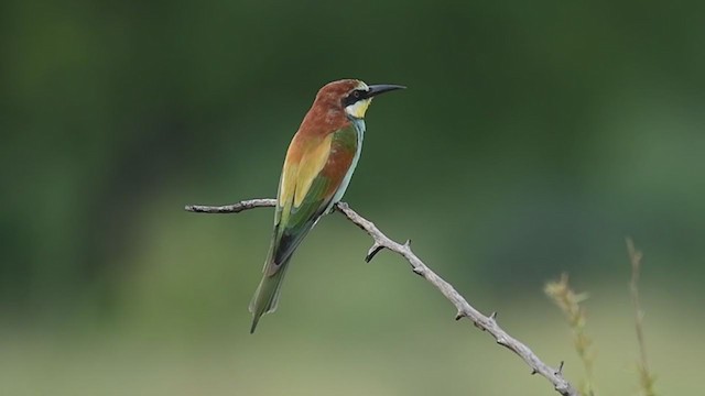 European Bee-eater - ML301161741