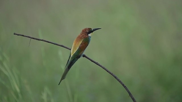 European Bee-eater - ML301161771