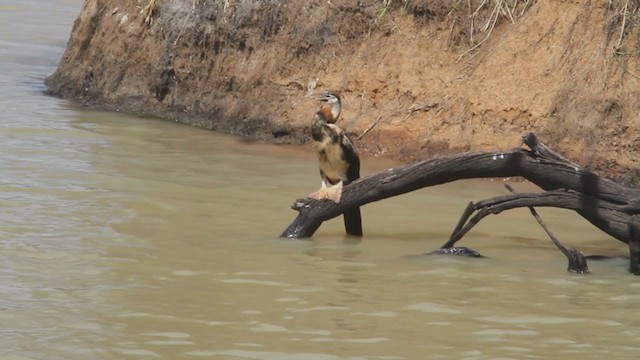 anhinga africká - ML301162261