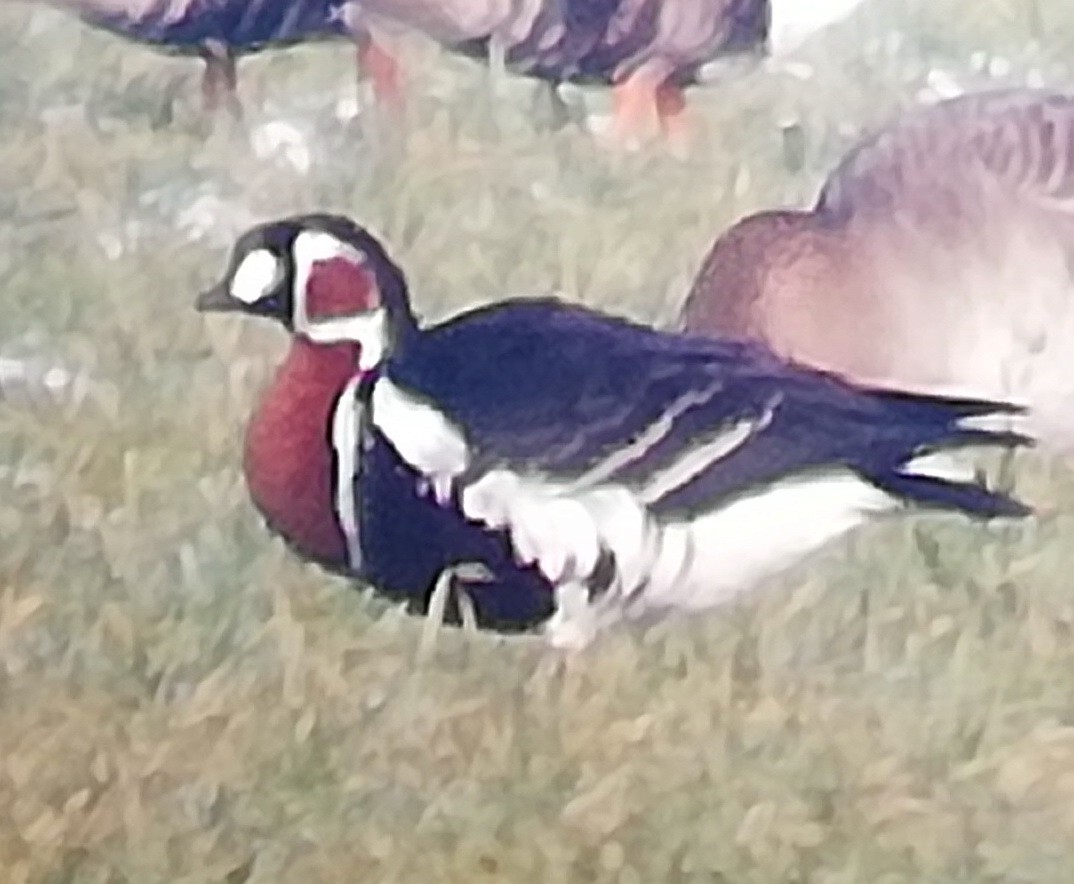 Red-breasted Goose - ML301162281