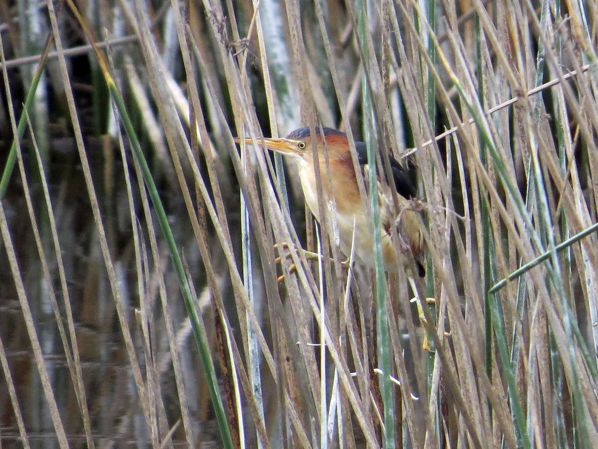 Least Bittern - ML30116341