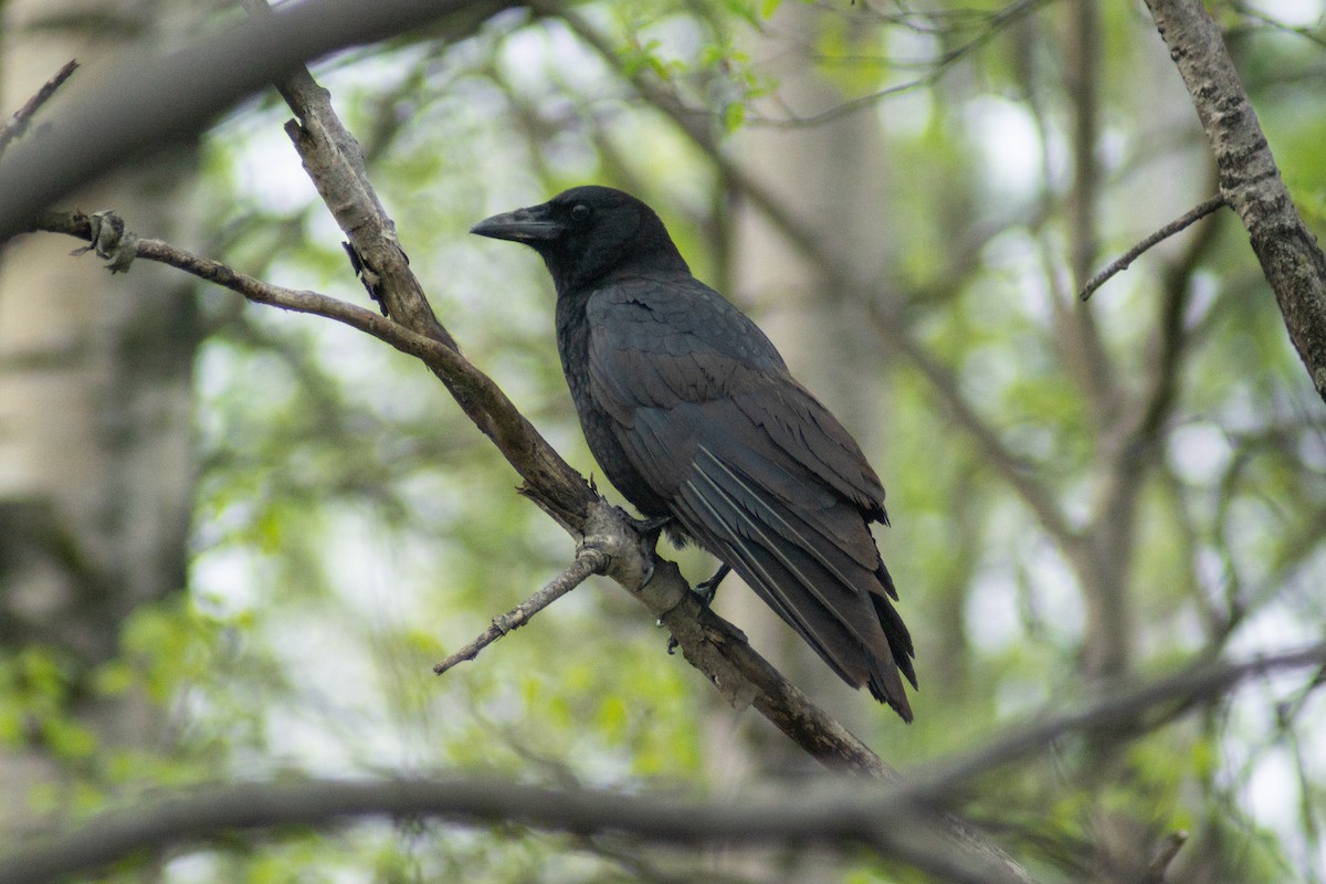 American Crow - ML301163531