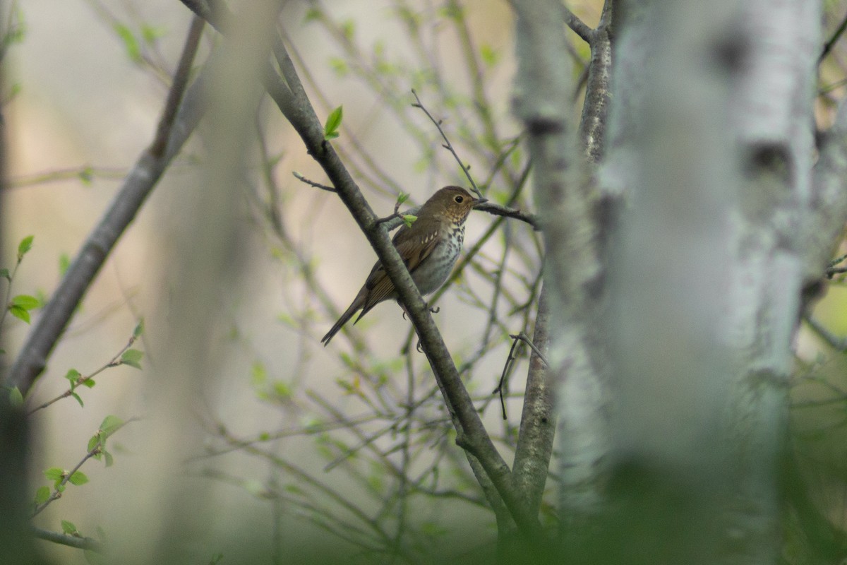 Swainson's Thrush - ML301163881