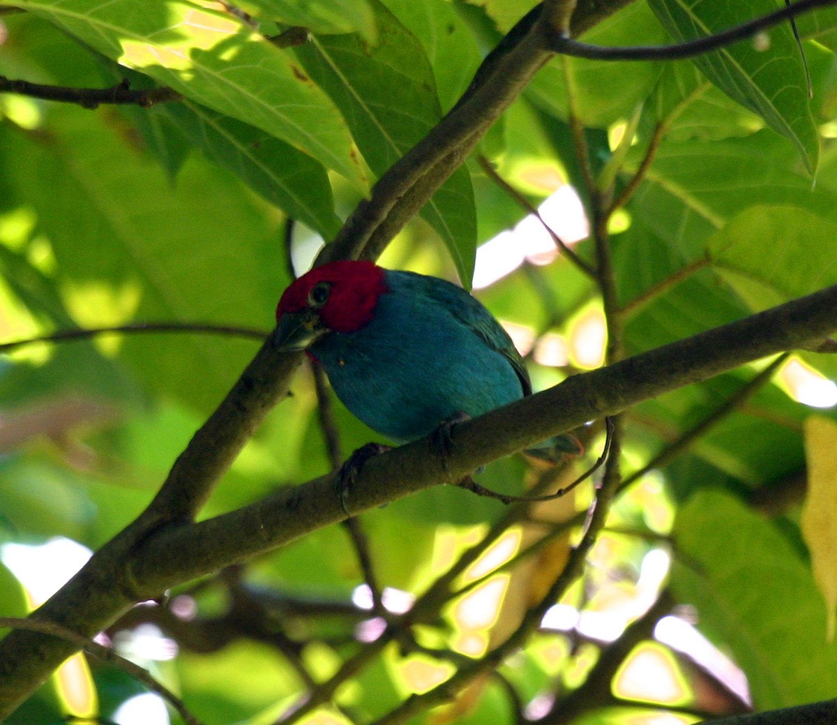 Royal Parrotfinch - ML301165241