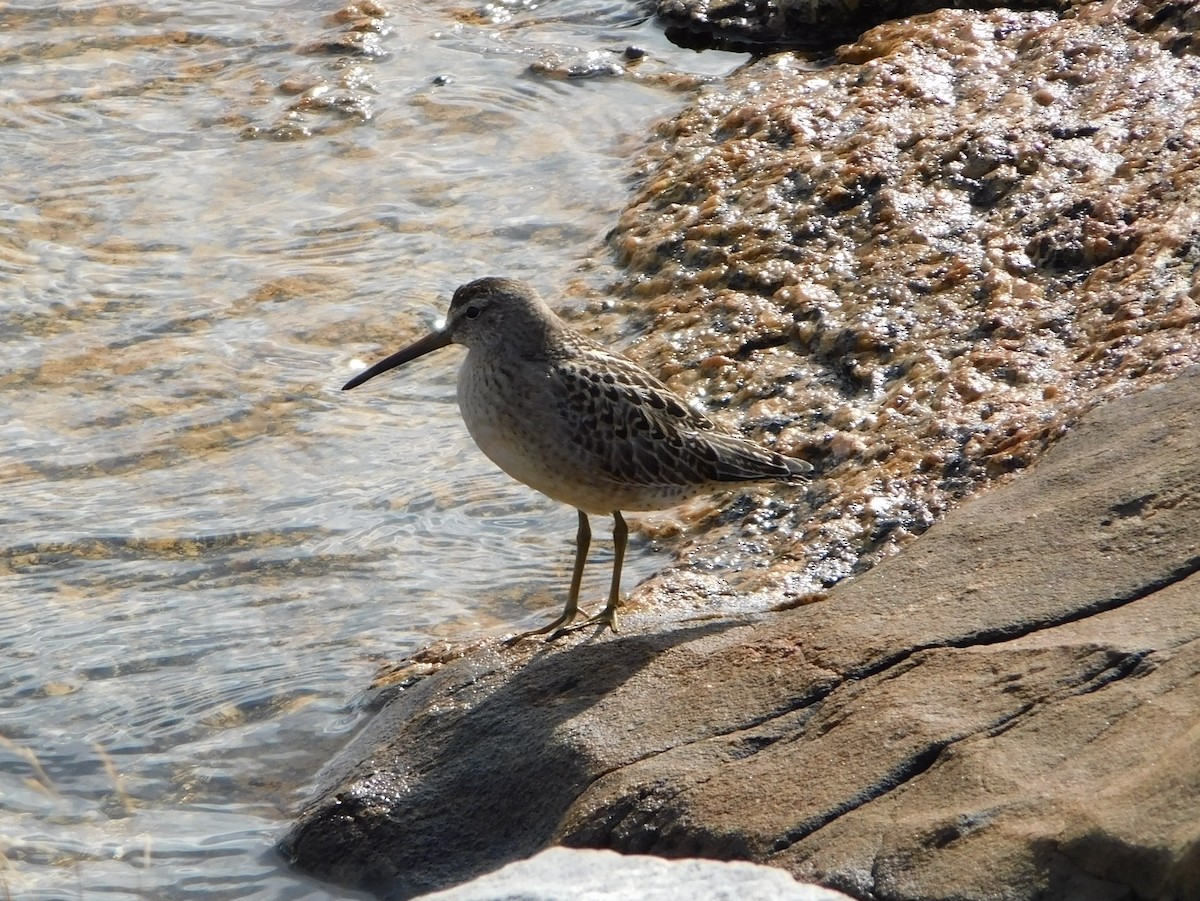 Short-billed Dowitcher - ML301165331