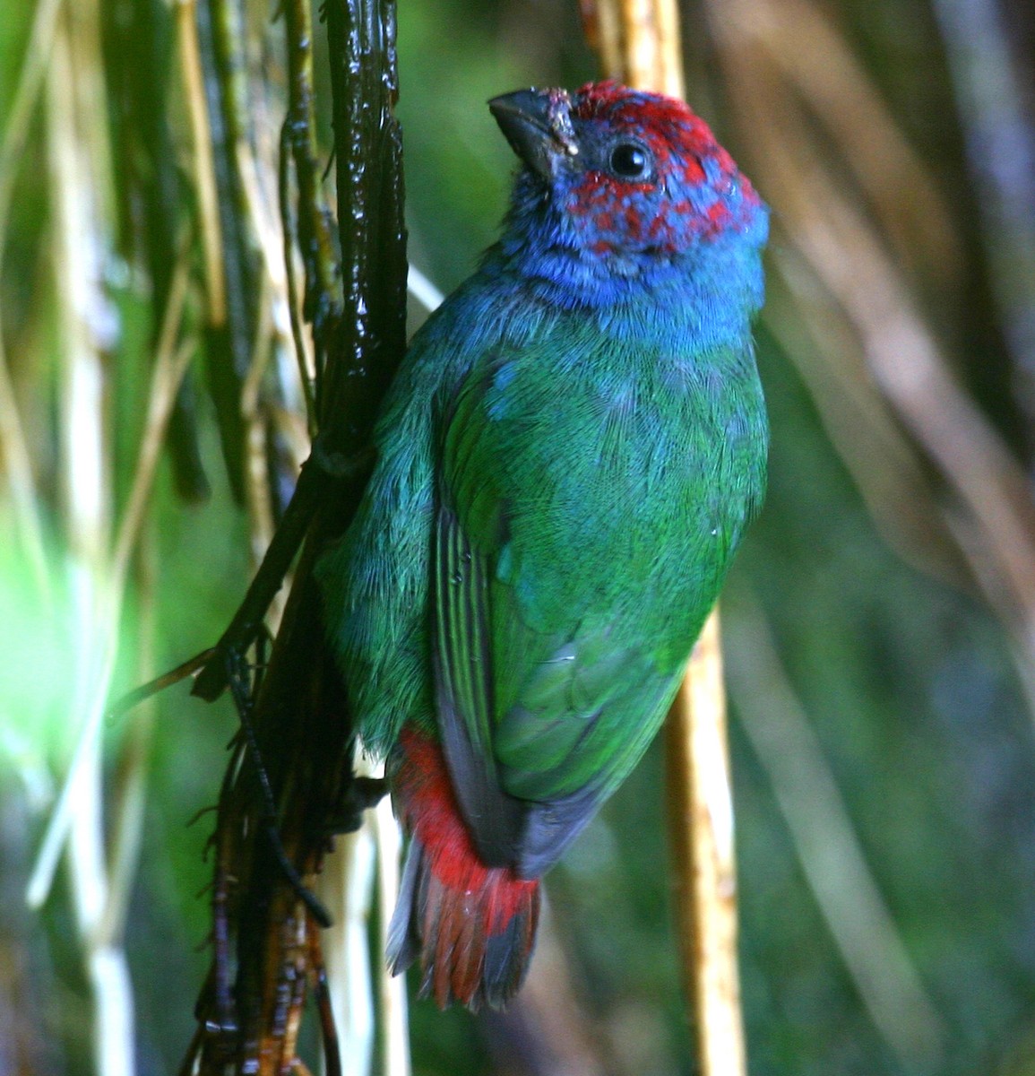 Royal Parrotfinch - ML301165451