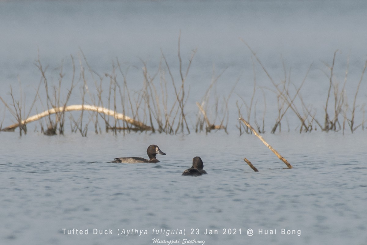 Tufted Duck - ML301165591
