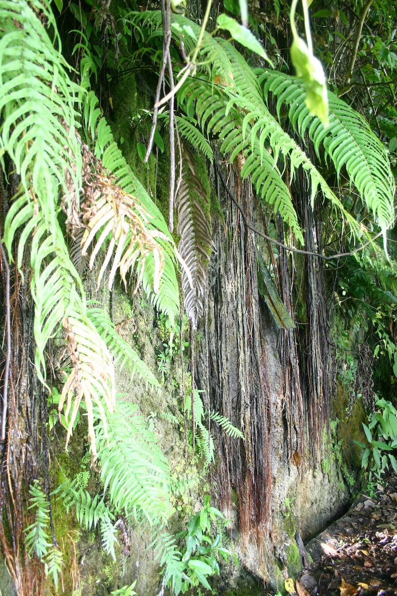 Vanuatu Papağan İspinozu - ML301165621