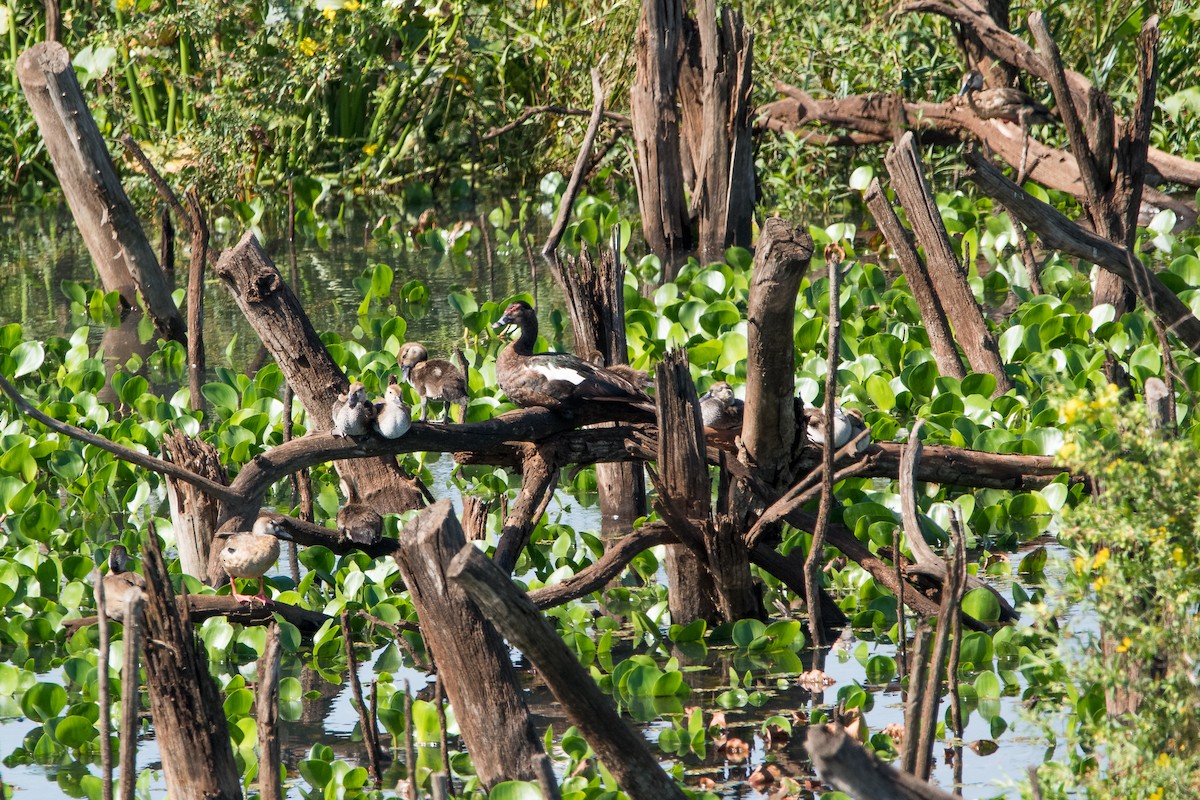 Muscovy Duck - Ignacio Gómez Gaffner