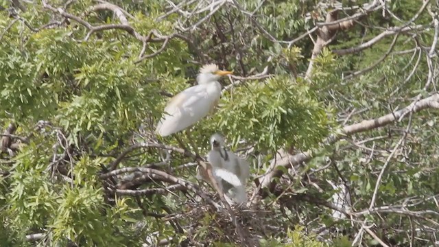 Western Cattle Egret - ML301165691