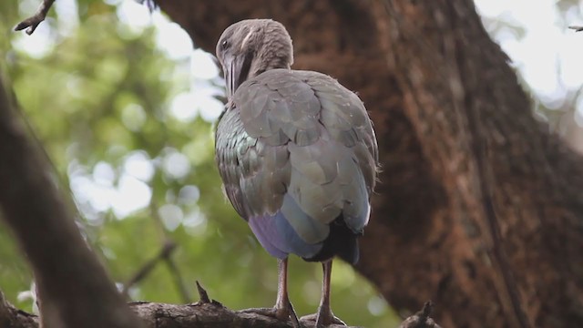 Hadada Ibis - ML301166031