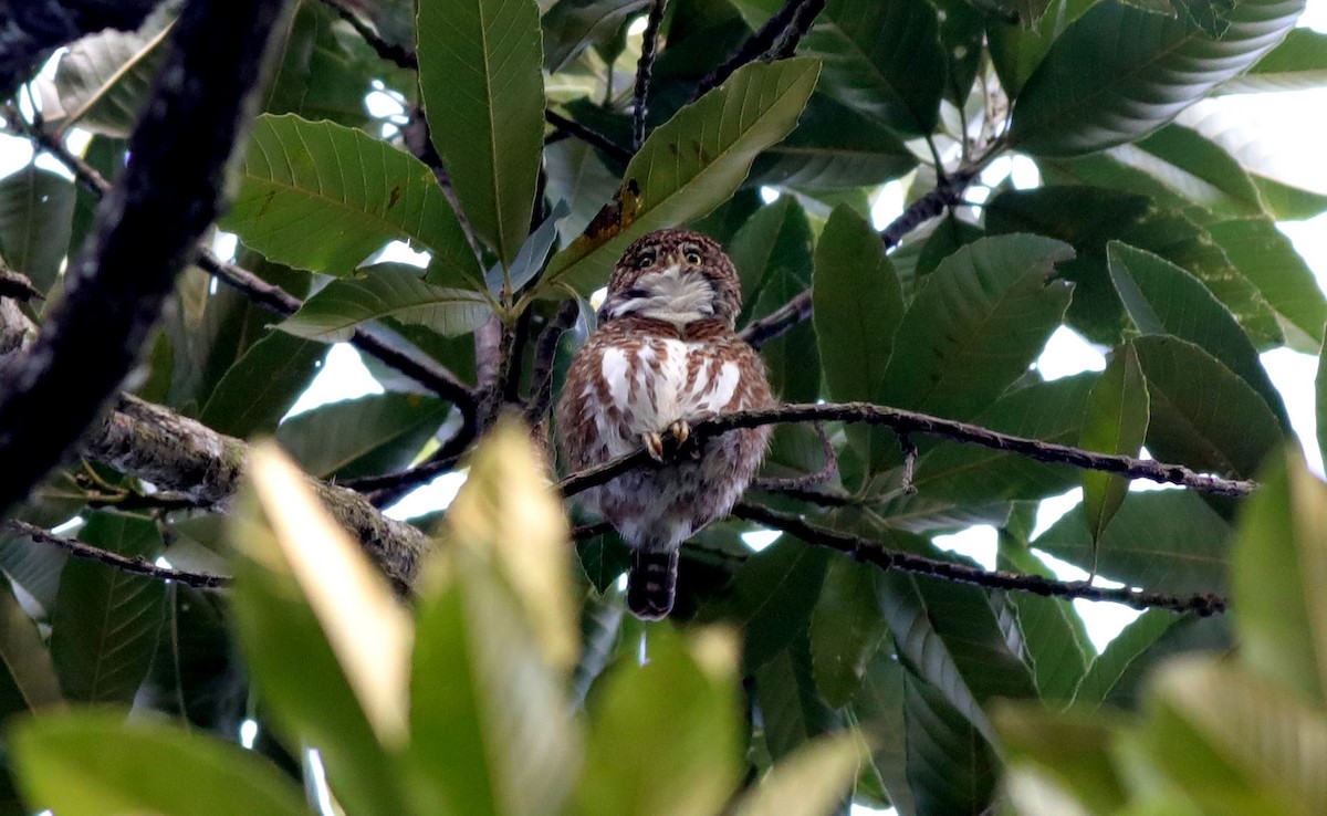 Collared Owlet - ML301169171