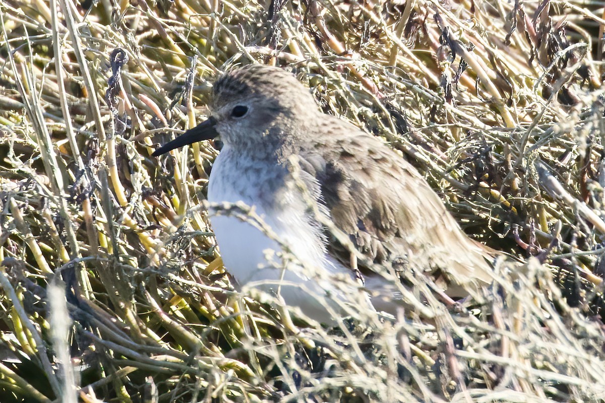 Least Sandpiper - ML301169911