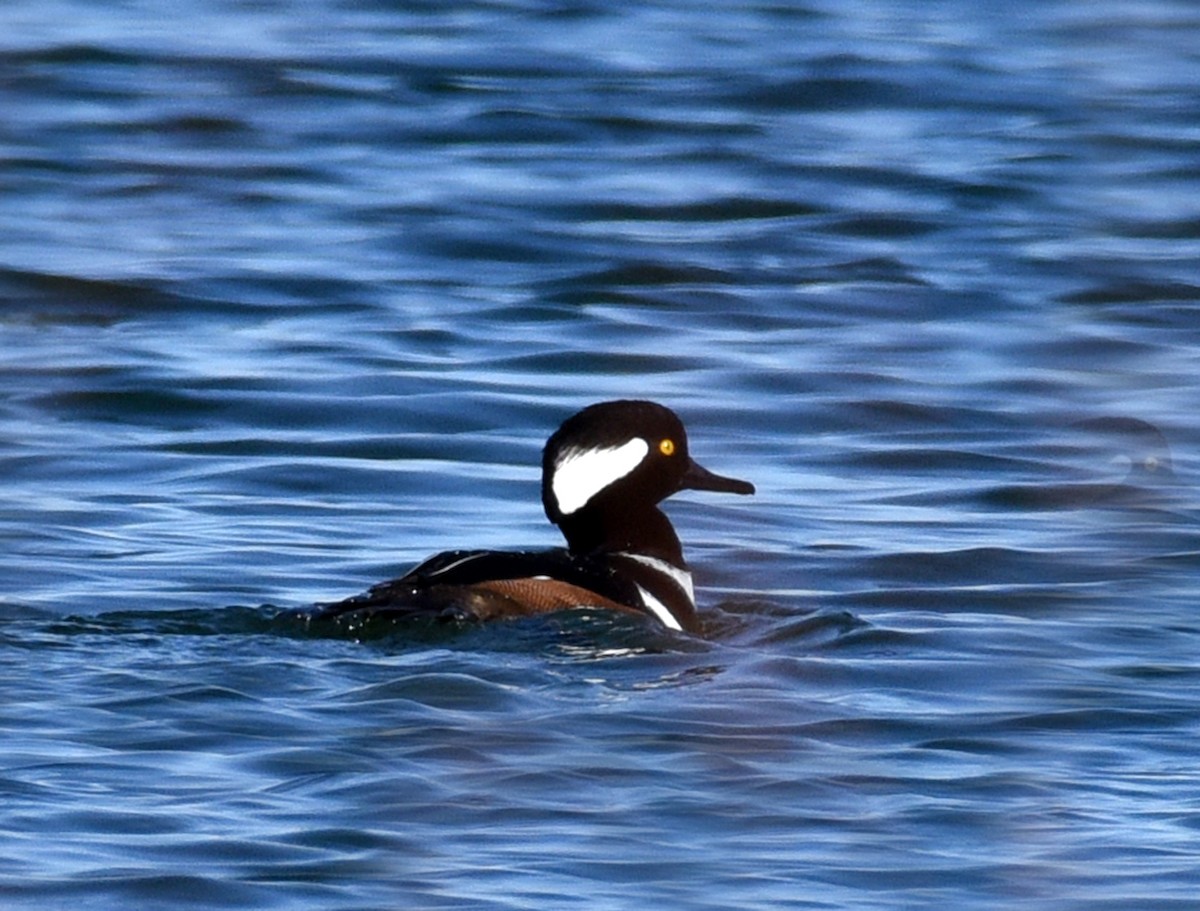 Hooded Merganser - ML301170051