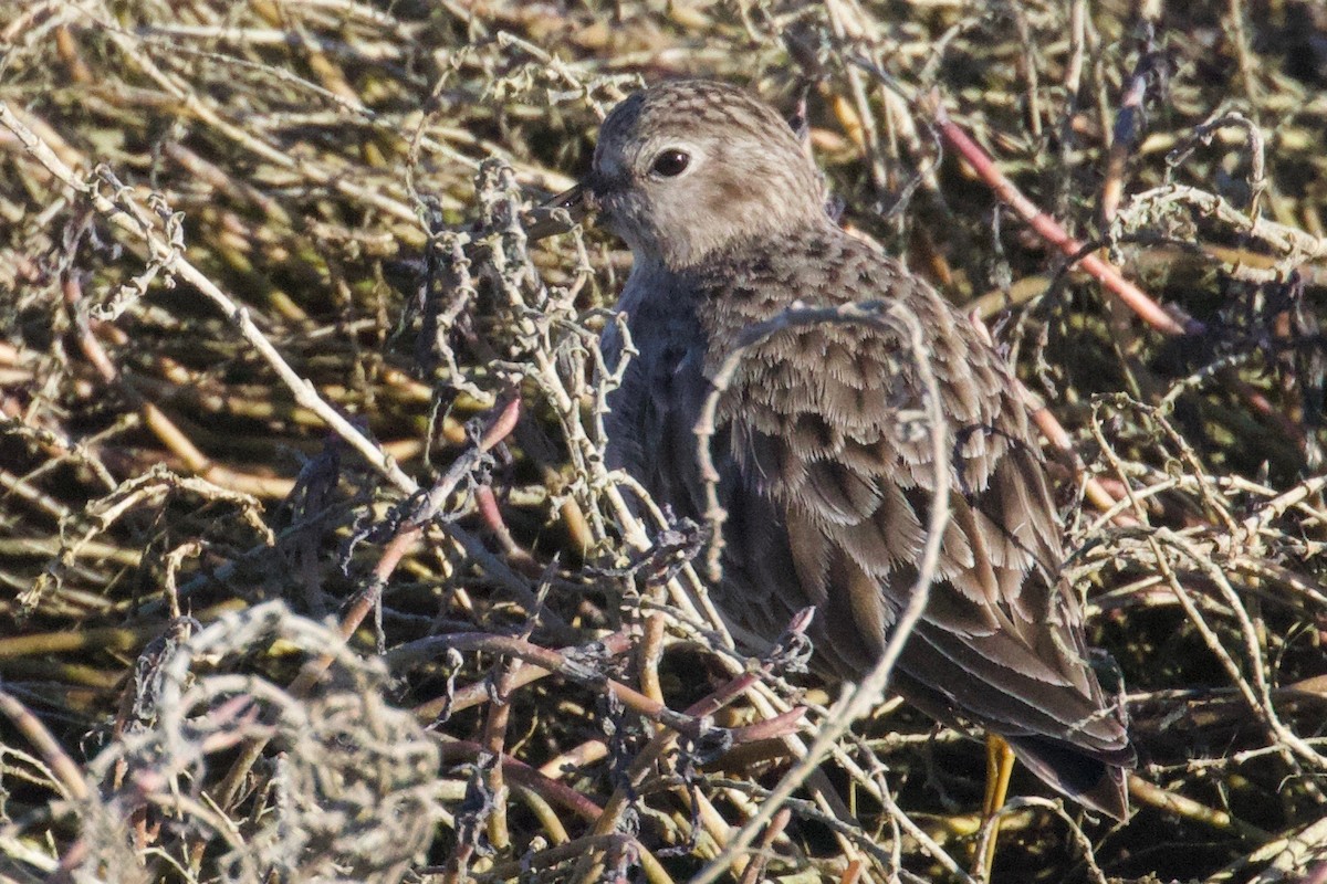 Least Sandpiper - ML301170191